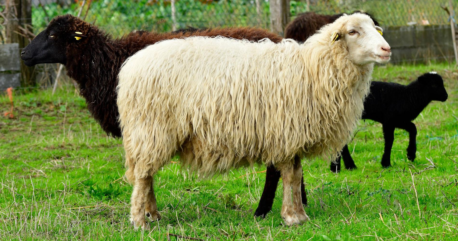 Slider – Ovella blanca